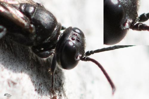 Trypoxylon beaumonti